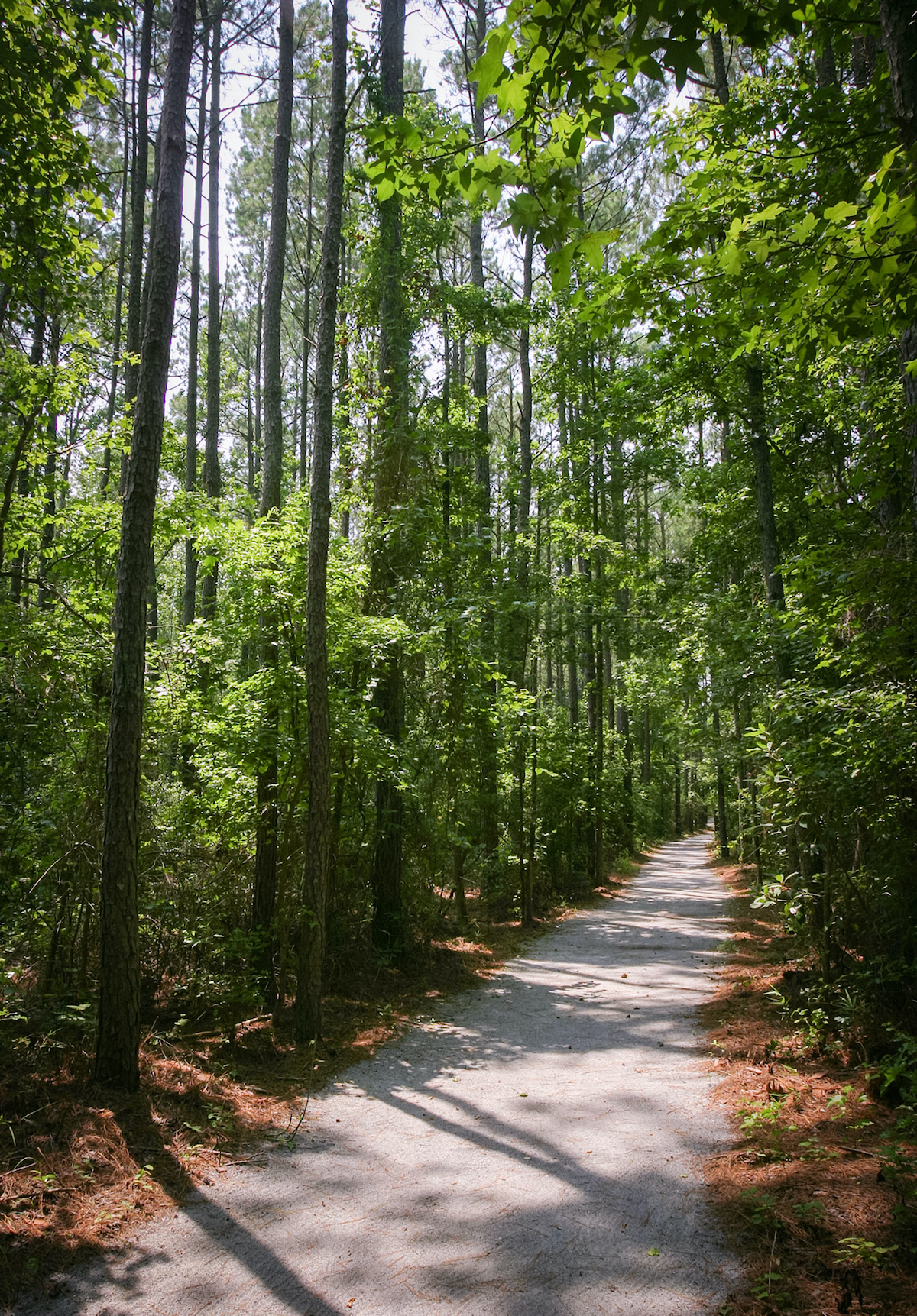 7 mejores parques estatales a lo largo de la costa de Carolina del Norte - 9