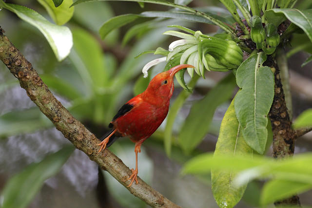Observación de aves en Hawai: 9 consejos para detectar los mejores pájaros - 9