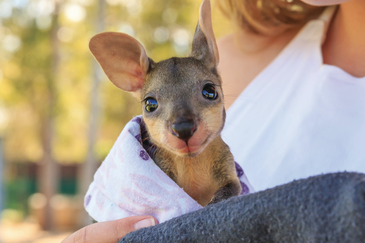 Las mejores experiencias con los animales más lindos de Australia - 23