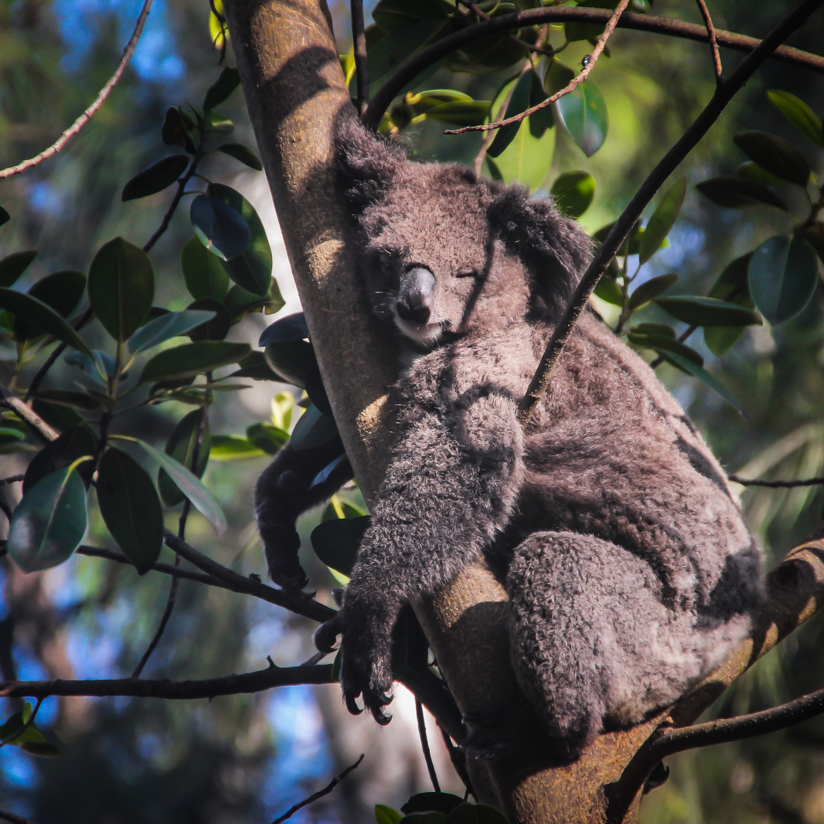 Donde ver koalas en la naturaleza - 15