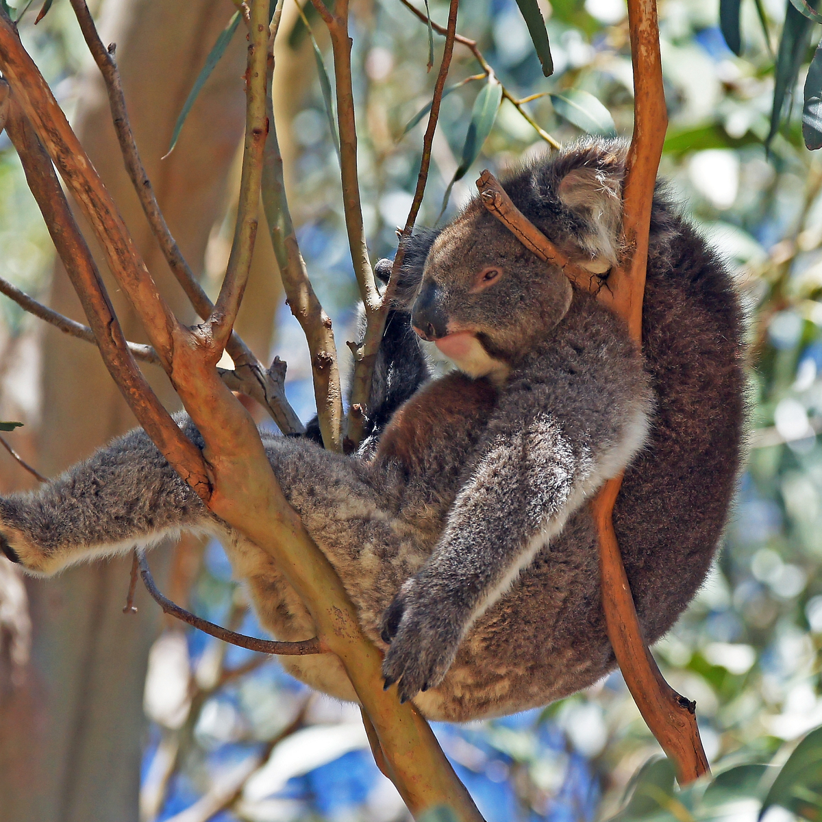 Donde ver koalas en la naturaleza - 13