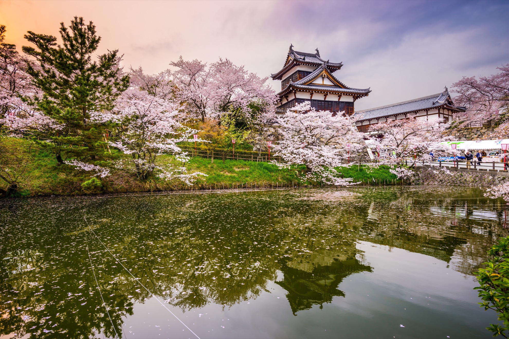 Temporada de Cherry Blossom en Japón: 10 cosas que saber - 19