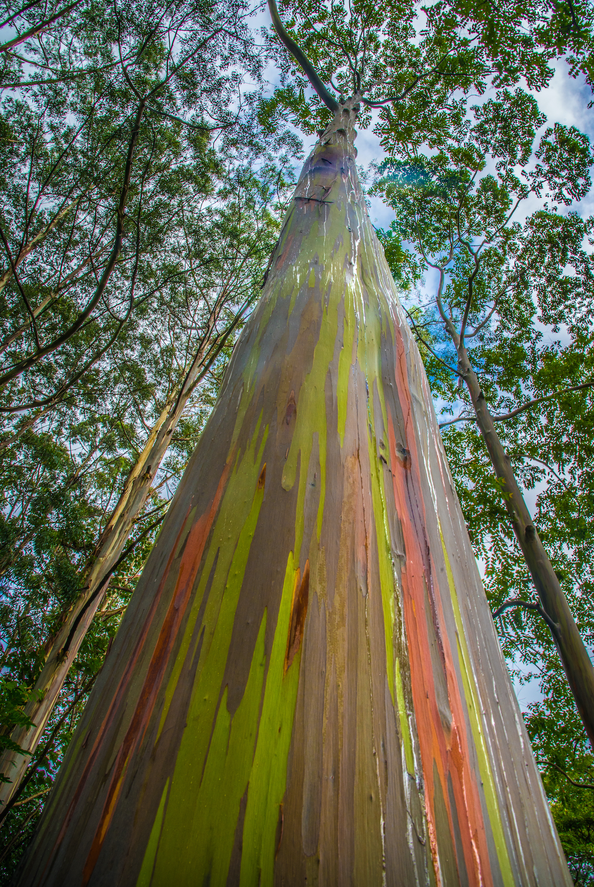 Dónde encontrar árboles eucaliptos de arco iris - 9