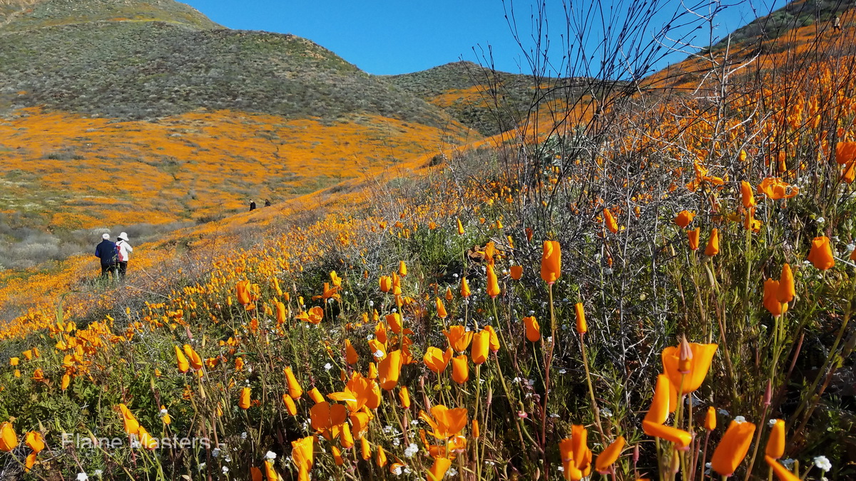 Los mejores senderos de flores silvestres en el sur de California - 7