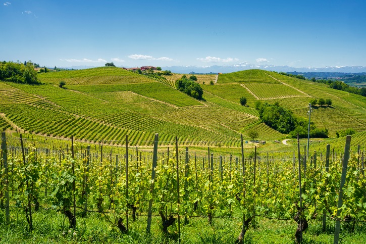 20 mejores regiones vinícolas en Italia: disfrute de viñedos y más - 21