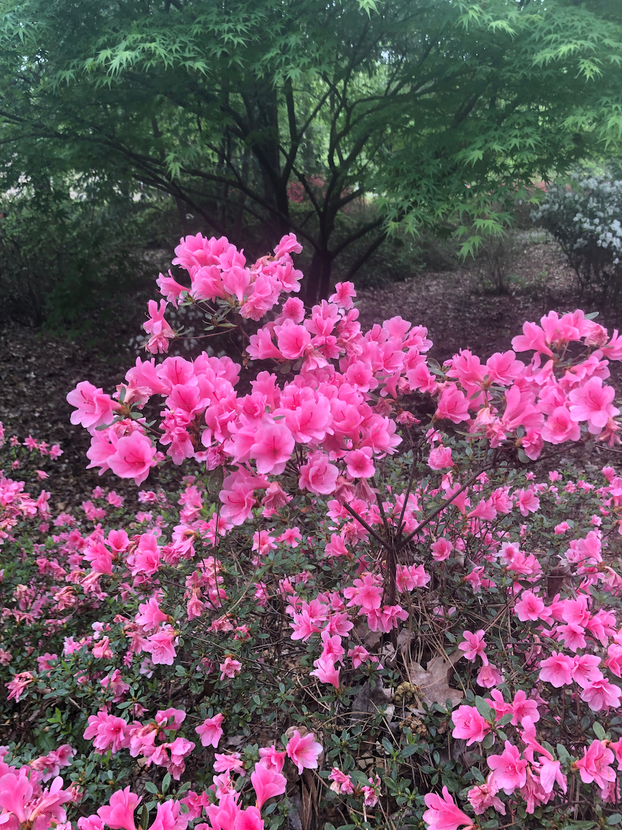 15 mejores paradas durante una gira de primavera de Azalea y flores silvestres en el este de Texas - 7