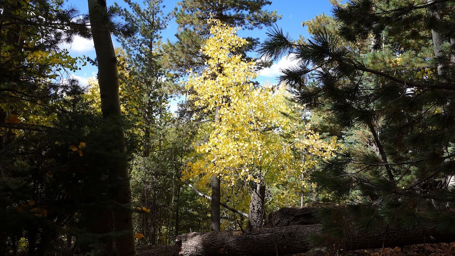 15 formas de pasar un hermoso fin de semana de otoño en Flagstaff - 7