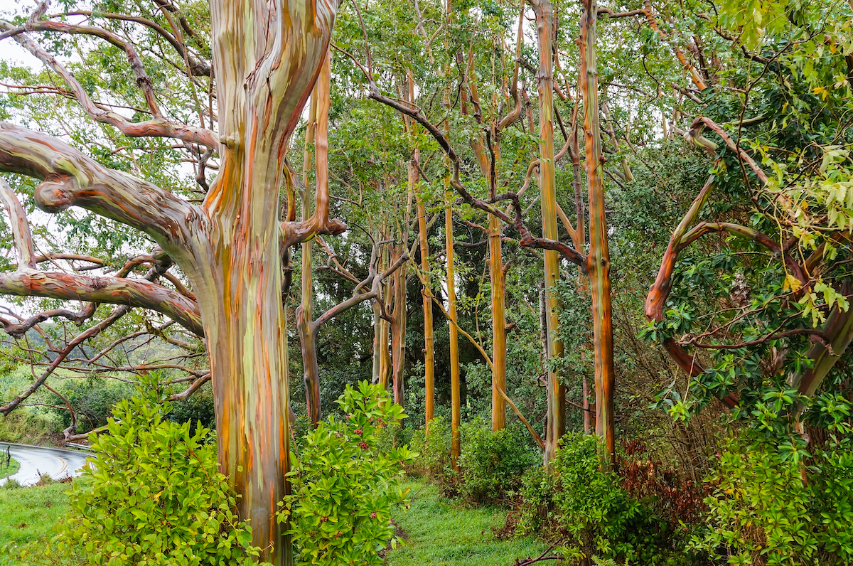 Dónde encontrar árboles eucaliptos de arco iris - 11