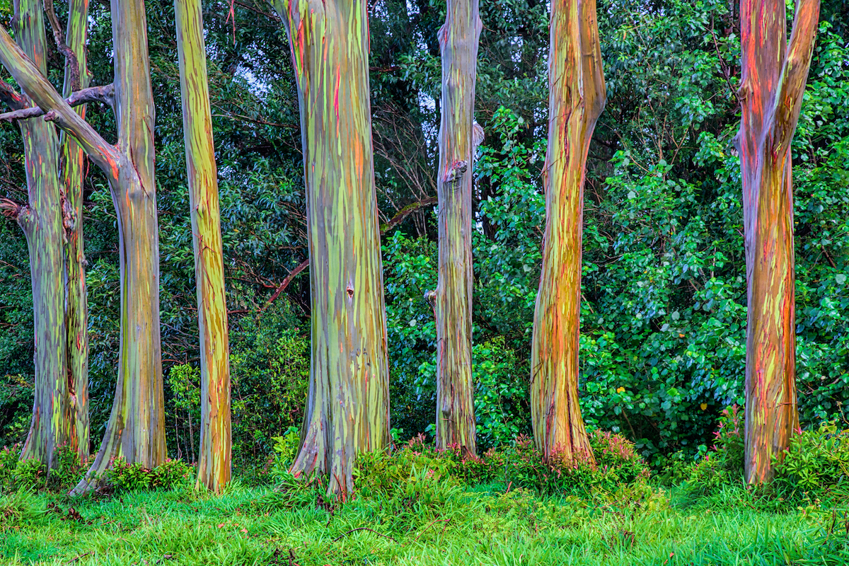 Dónde encontrar árboles eucaliptos de arco iris - 523