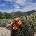 Tucson a Bisbee: un viaje por carretera de Arizona por el Viejo Oeste