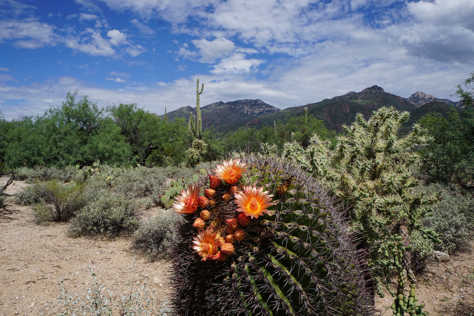 Tucson a Bisbee: un viaje por carretera de Arizona por el Viejo Oeste - 3