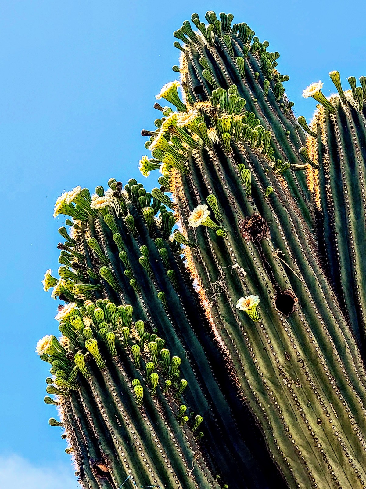 Mis 5 experiencias de primavera favoritas en el desierto de Arizona - 11