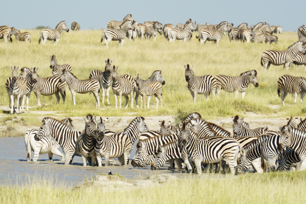 Las 6 mayores migraciones de animales en África y cómo experimentarlas - 9