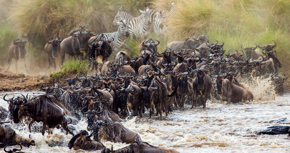 Las 6 mayores migraciones de animales en África y cómo experimentarlas - 7