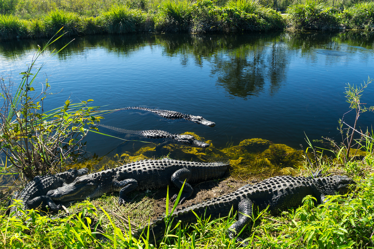 11 mejores lugares para detectar la icónica vida silvestre de Florida - 15