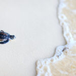 7 formas de ayudar a proteger a las tortugas marinas para bebés durante sus vacaciones en la playa