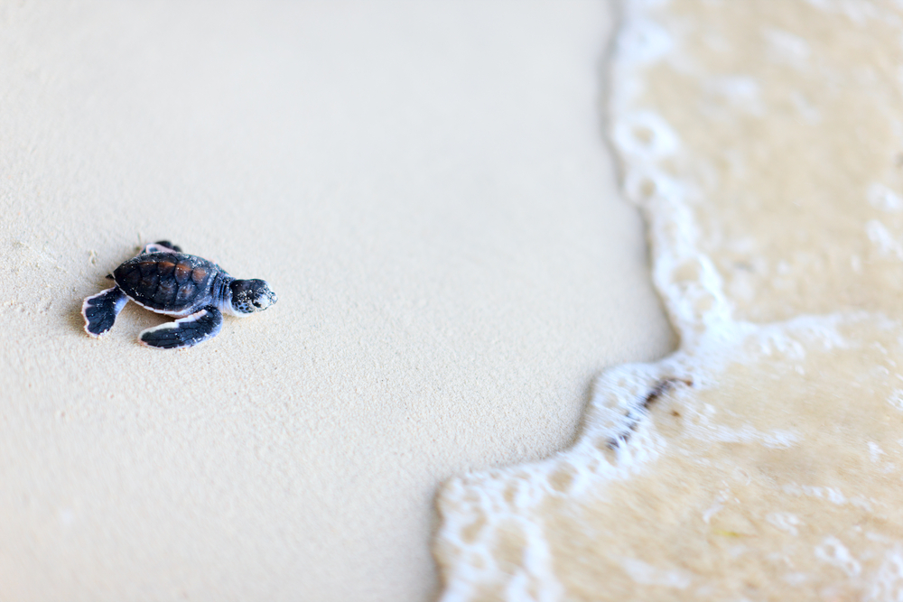 7 formas de ayudar a proteger a las tortugas marinas para bebés durante sus vacaciones en la playa - 21