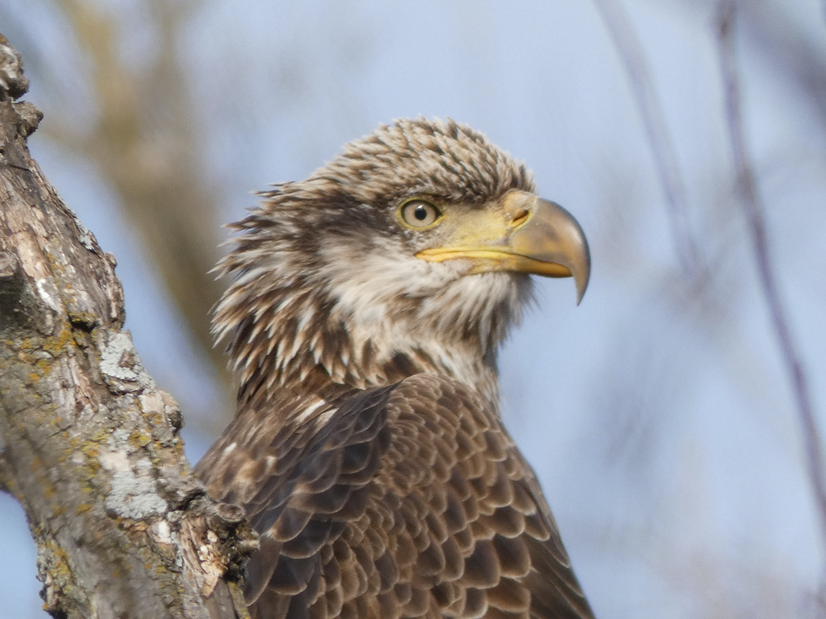 12 lugares increíbles en Kansas para ver águilas calvas este invierno - 3