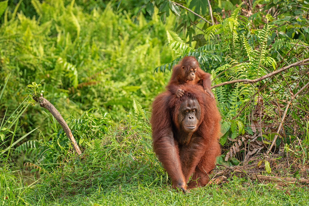 7 razones fabulosas para visitar la hermosa isla de Borneo - 7