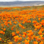 6 mejores lugares para ver las flores silvestres de California en primavera