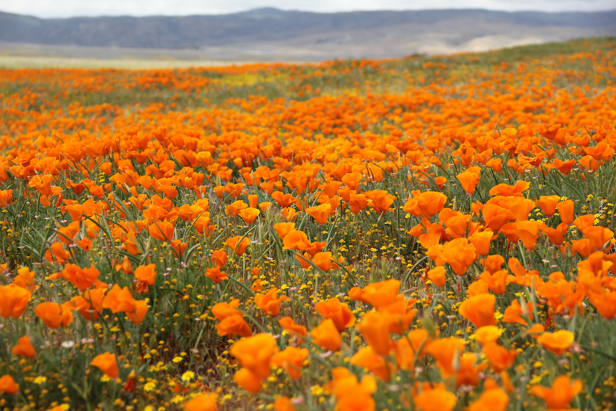 6 mejores lugares para ver las flores silvestres de California en primavera - 3