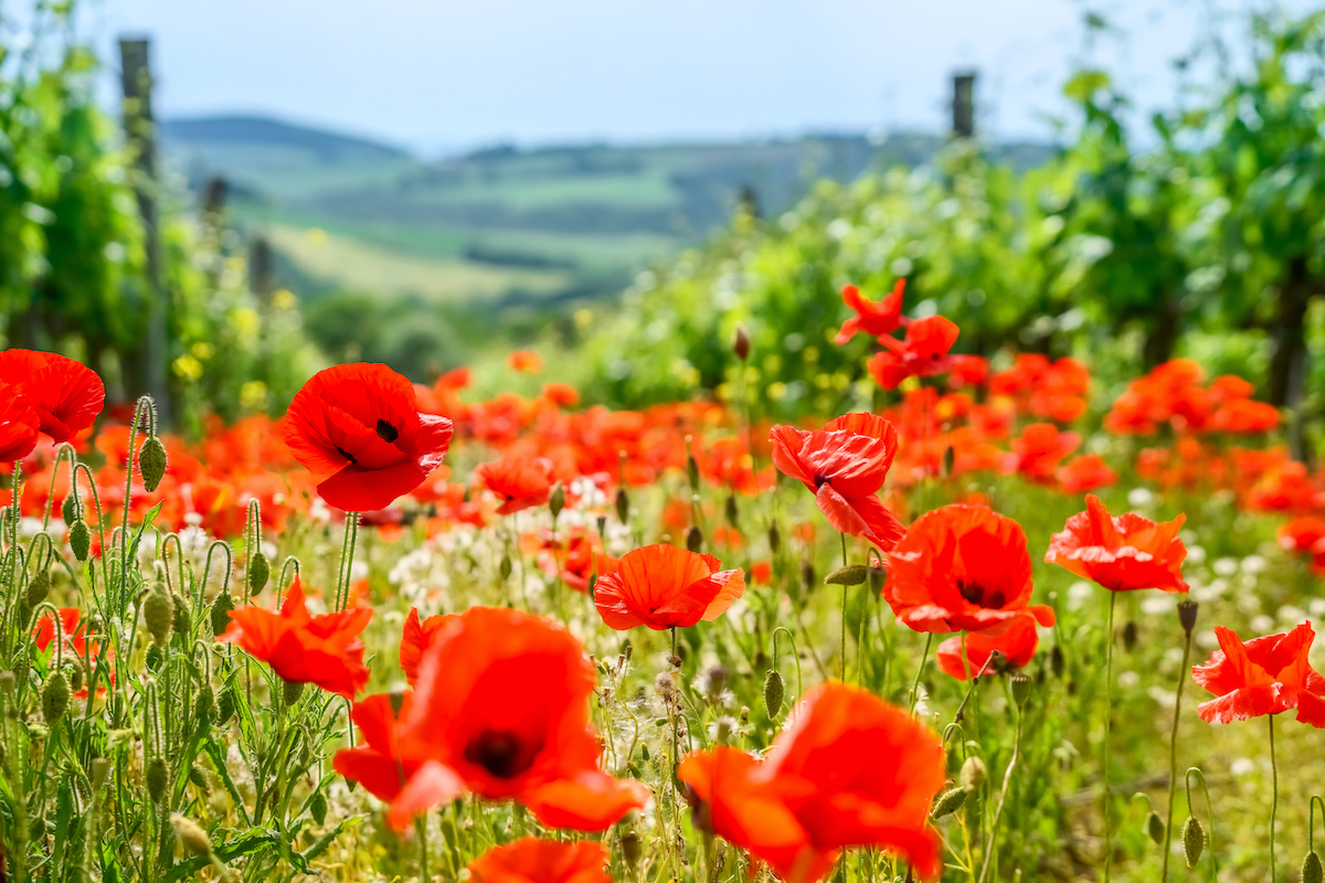 7 mejores destinos europeos para flores de primavera - 9