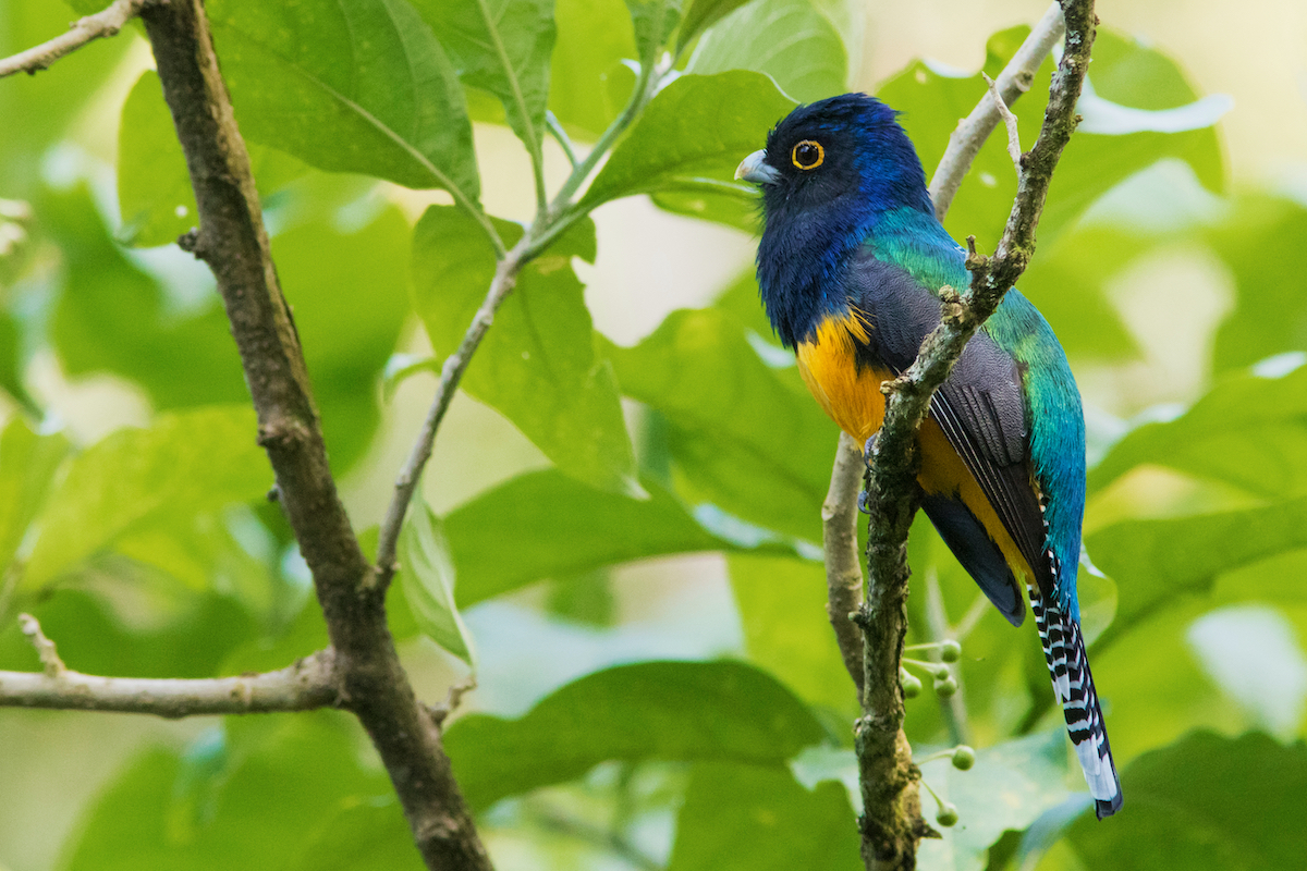 7 pájaros únicos para buscar en Costa Rica - 7