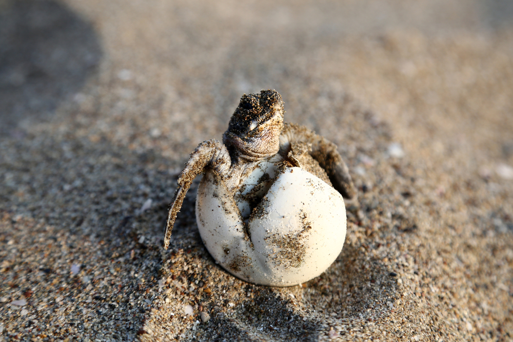 7 formas de ayudar a proteger a las tortugas marinas para bebés durante sus vacaciones en la playa - 7