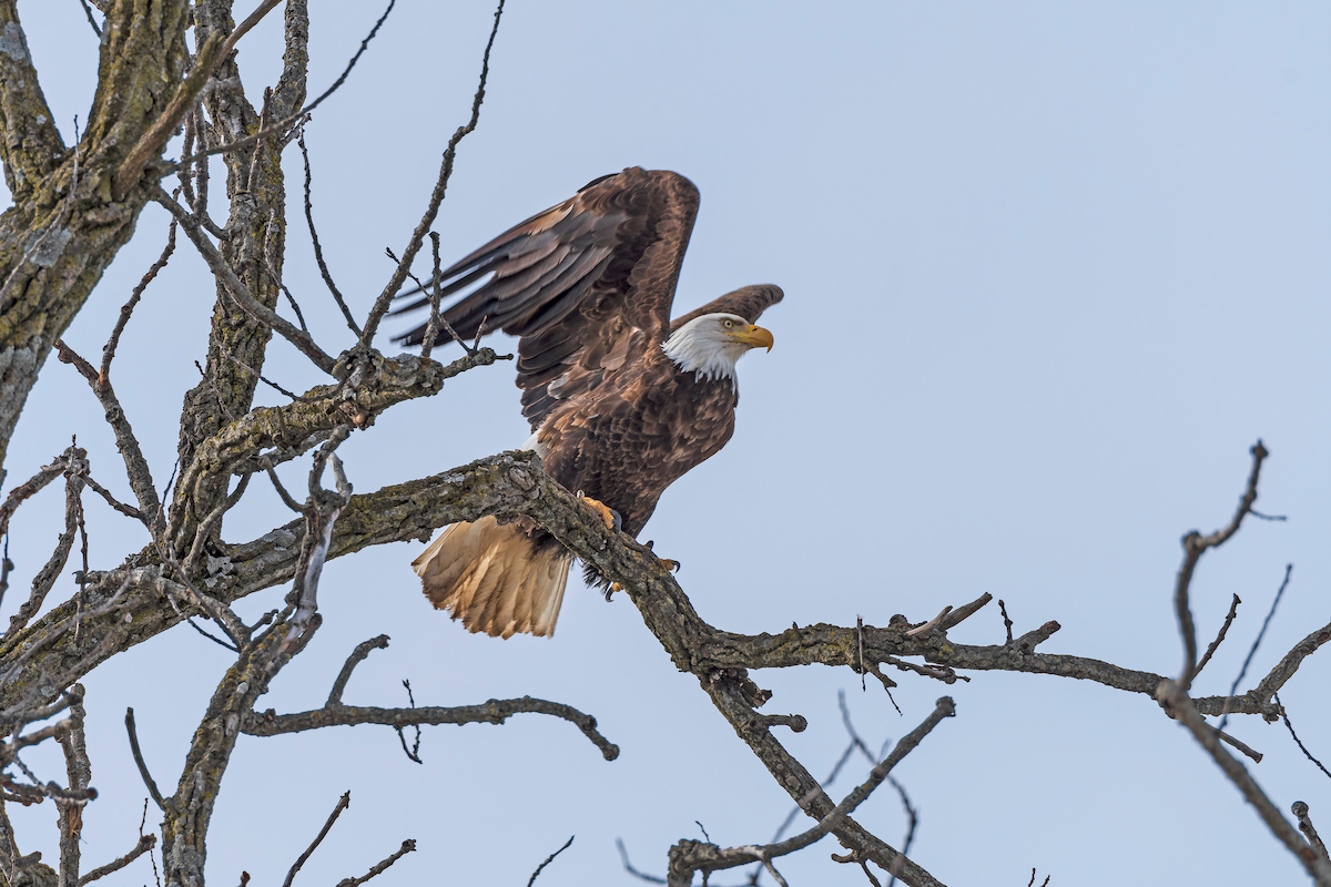 10 lugares fantásticos para observar águila en Iowa - 139