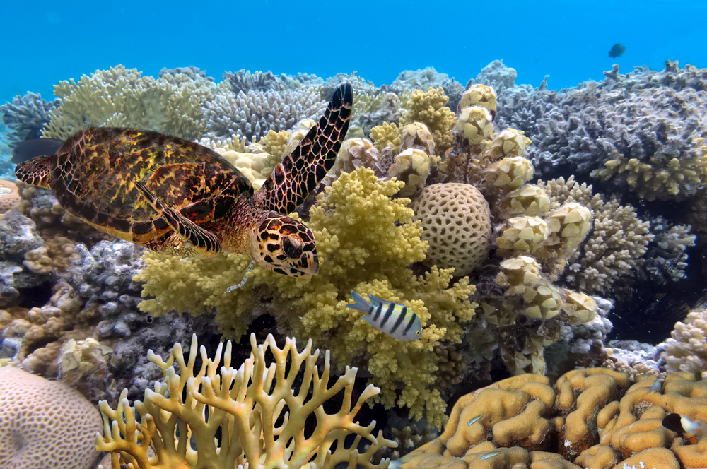 Experiencias de animales fantásticos a lo largo de la gran barrera de arrecife - 7