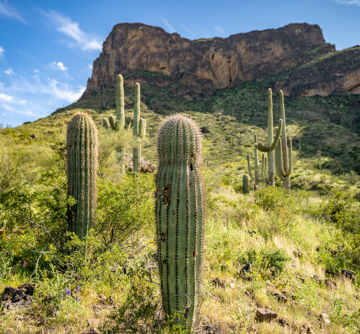 7 mejores lugares para ver petroglifos en Arizona - 11