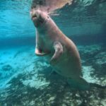 7 Experiencias increíbles en la costa de la naturaleza de Florida