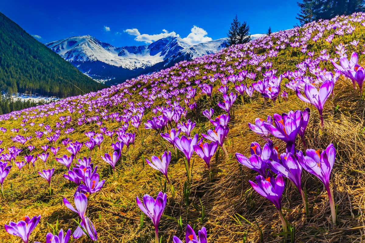 7 mejores destinos europeos para flores de primavera - 13