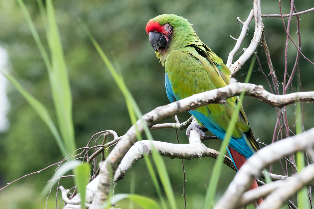 7 pájaros únicos para buscar en Costa Rica - 17