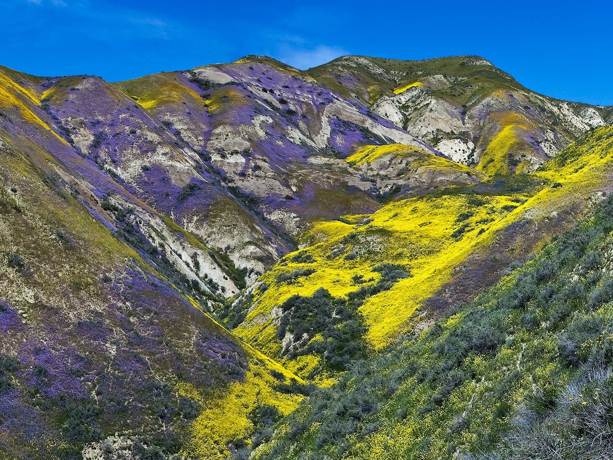 6 mejores lugares para ver las flores silvestres de California en primavera - 9