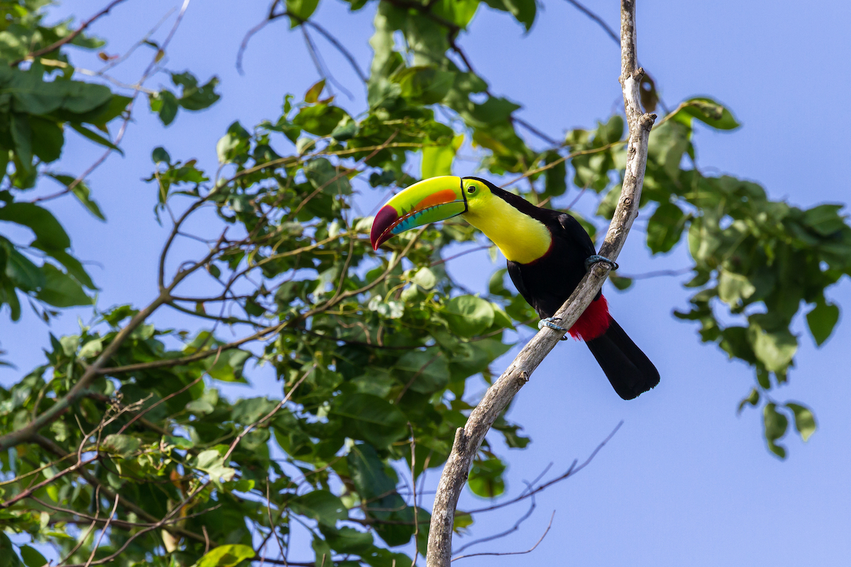 7 pájaros únicos para buscar en Costa Rica - 9