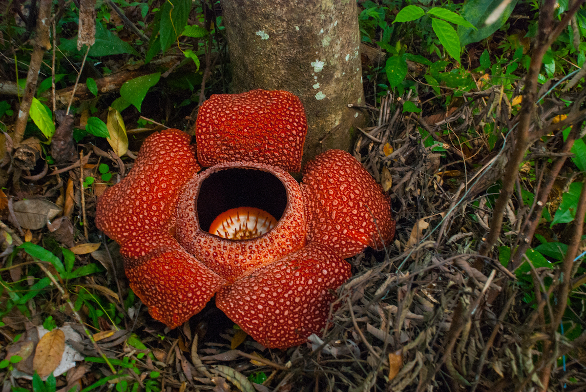 7 razones fabulosas para visitar la hermosa isla de Borneo - 9