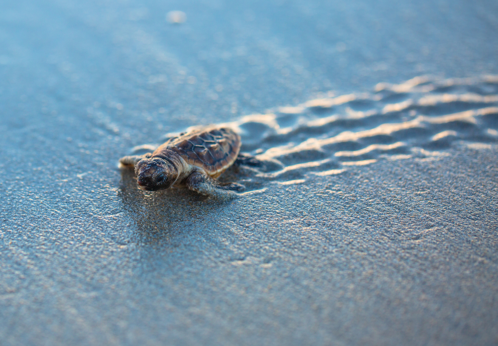 7 formas de ayudar a proteger a las tortugas marinas para bebés durante sus vacaciones en la playa - 9