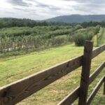 Los mejores huertos de manzana de Asheville a Charlotte, Carolina del Norte