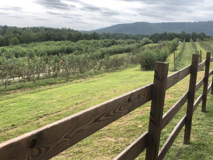 Los mejores huertos de manzana de Asheville a Charlotte, Carolina del Norte - 241