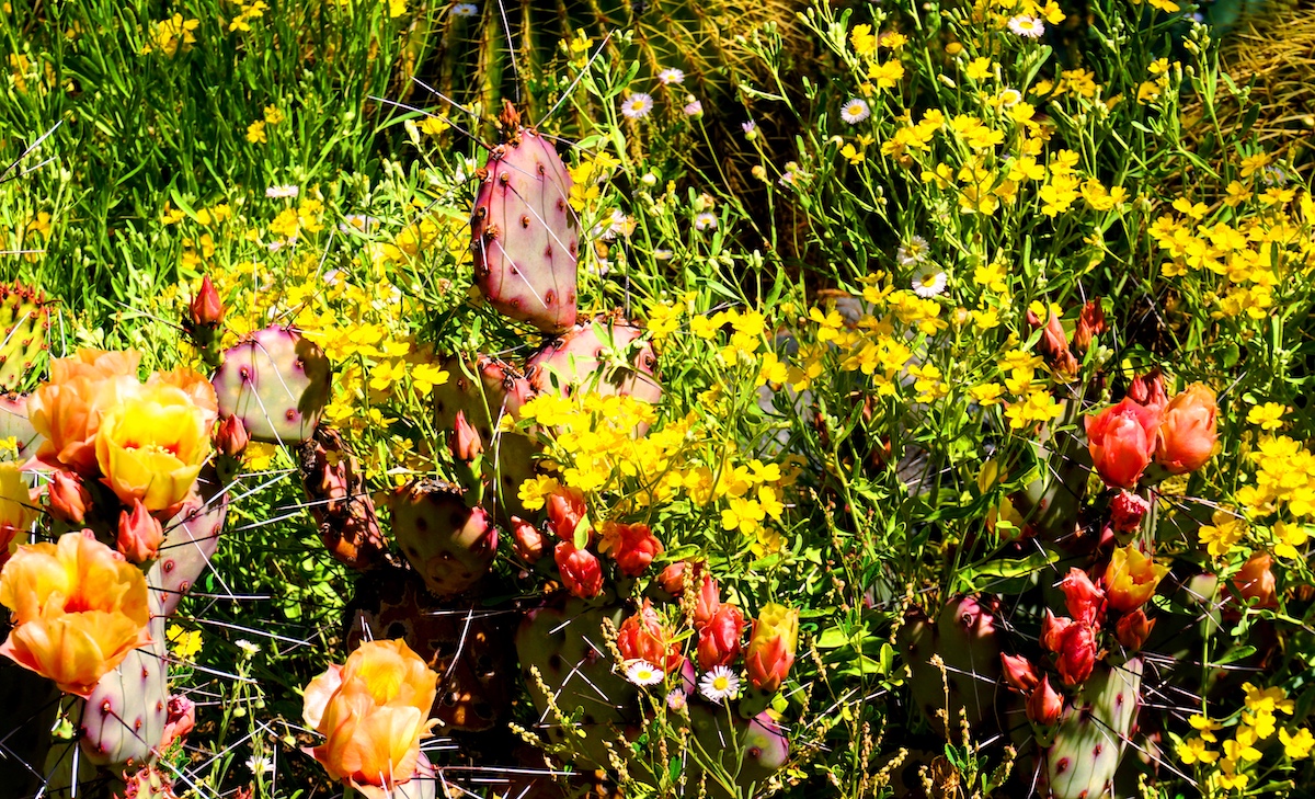 Mis 5 experiencias de primavera favoritas en el desierto de Arizona - 17