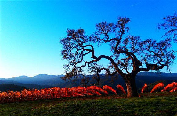 Los mejores destinos de vino de Estados Unidos para viajes de otoño - 15