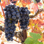 Los mejores destinos de vino de Estados Unidos para viajes de otoño