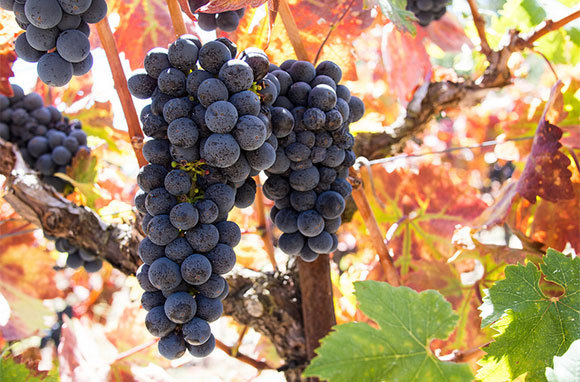 Los mejores destinos de vino de Estados Unidos para viajes de otoño - 3