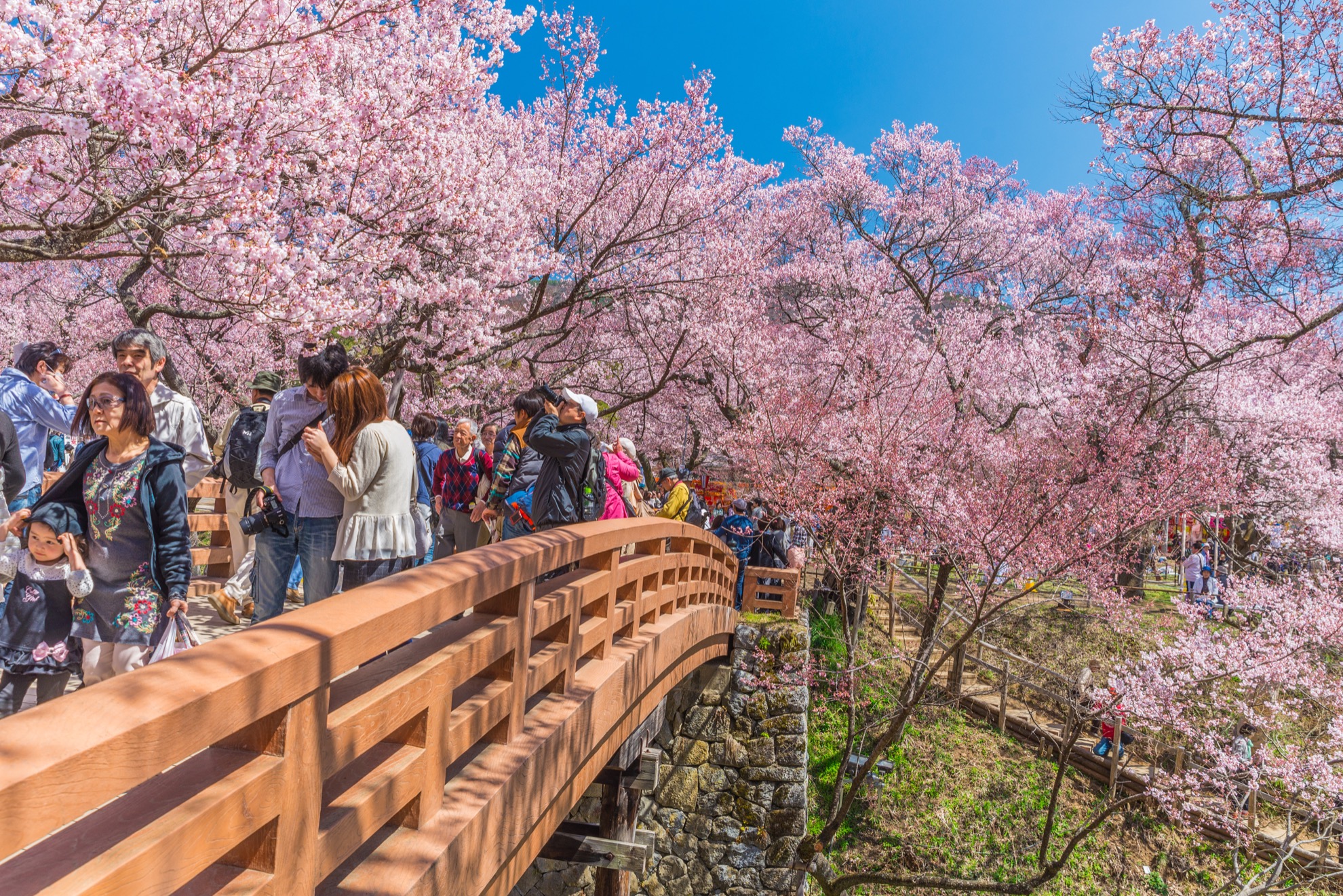 Temporada de Cherry Blossom en Japón: 10 cosas que saber - 15
