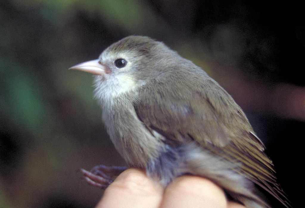 Observación de aves en Hawai: 9 consejos para detectar los mejores pájaros - 11