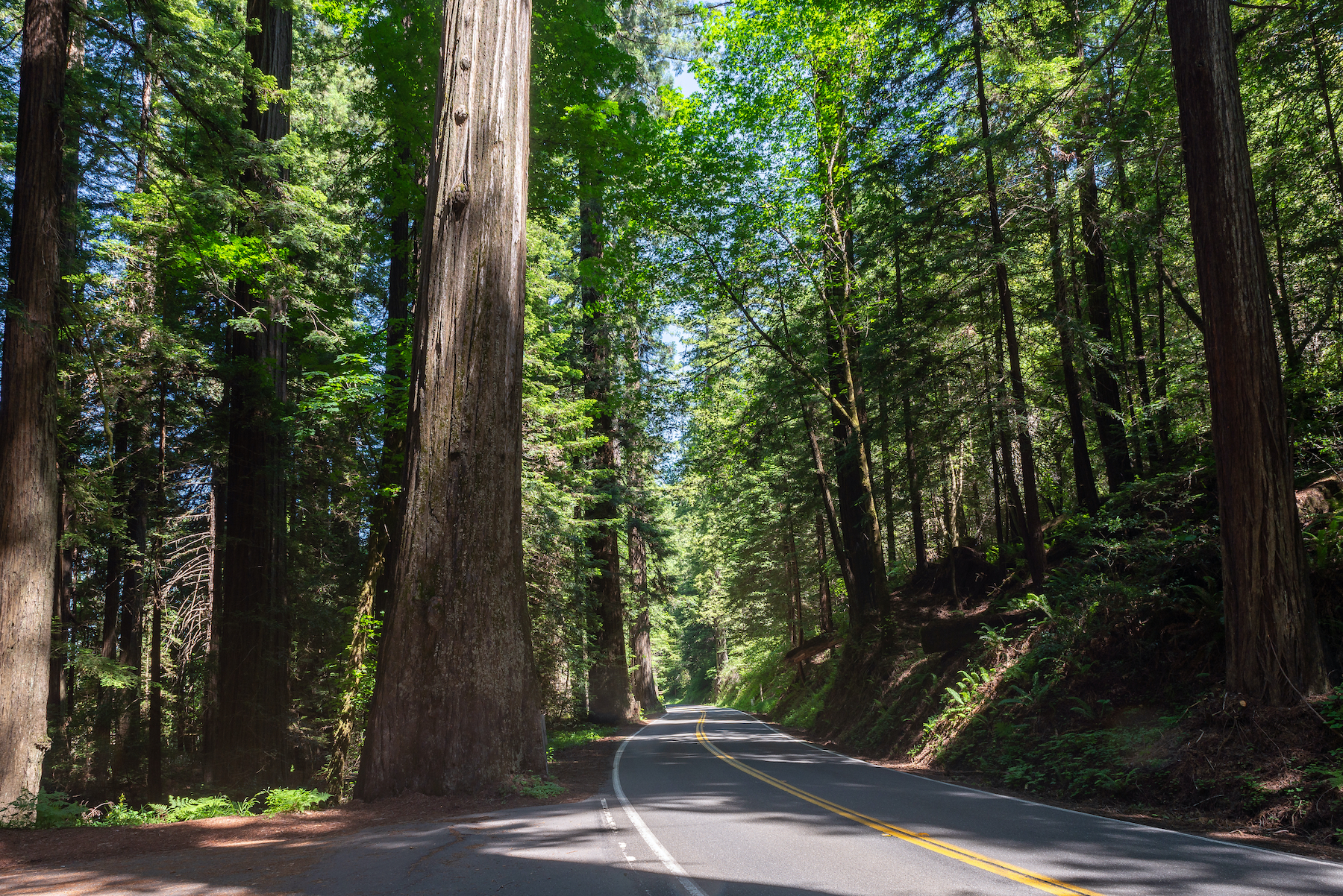 Avenue of the Giants: la mejor manera de experimentar las majestuosas secuoyas de California - 7