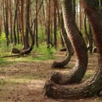 Visitando los misteriosos árboles retorcidos de Polonia