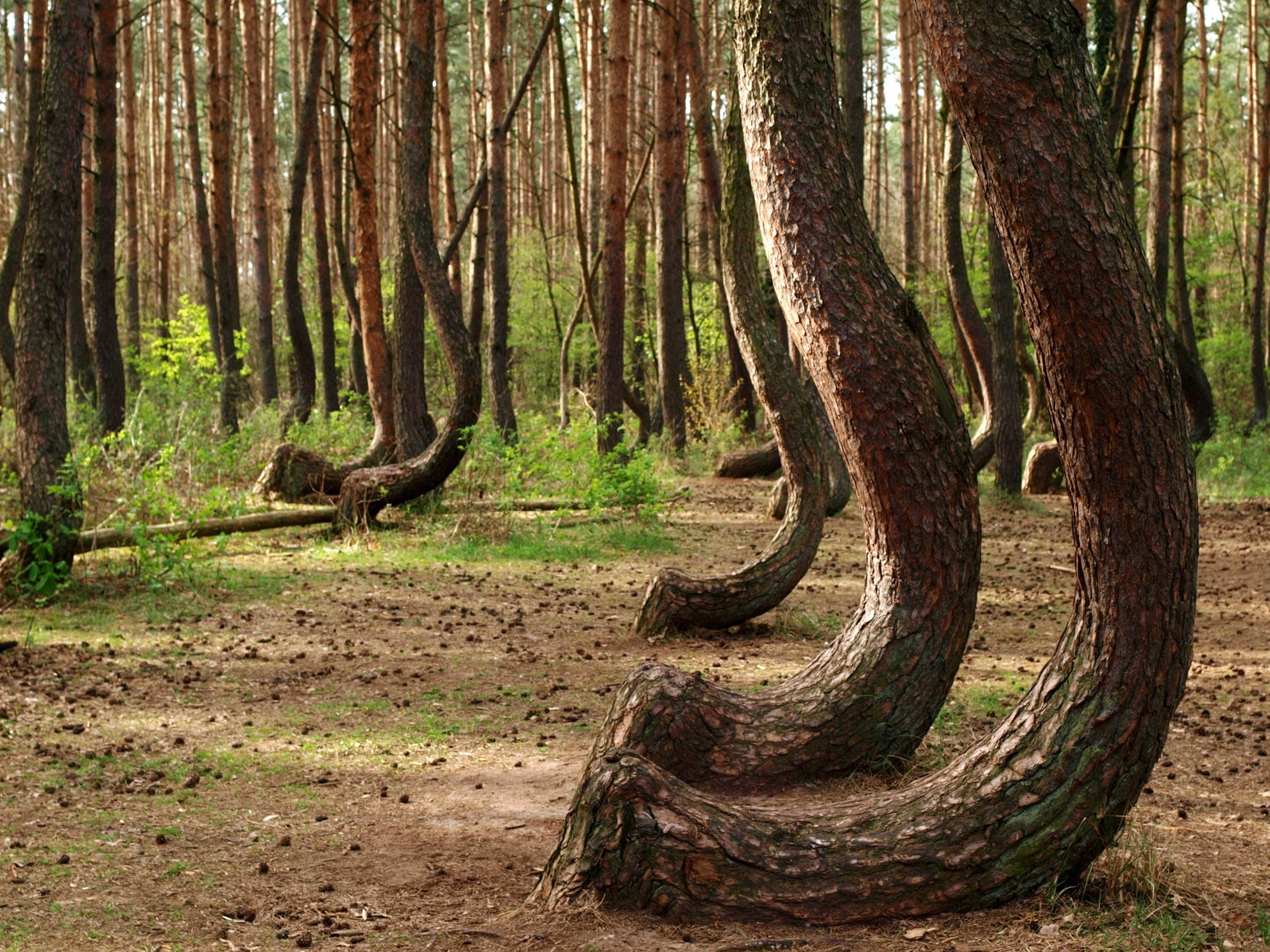 Visitando los misteriosos árboles retorcidos de Polonia - 3
