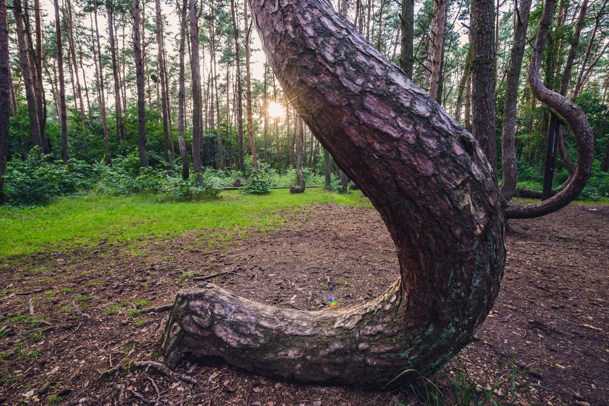 Visitando los misteriosos árboles retorcidos de Polonia - 9